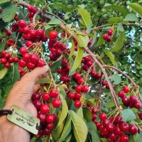 فروش نهال البالو مجار شناسه دار|خدمات باغبانی و درختکاری|پل سفید, |دیوار