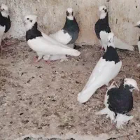 کبوتر طوقی.
