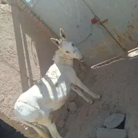 سلام خدمت دوستان یک عدد خر گوسفند