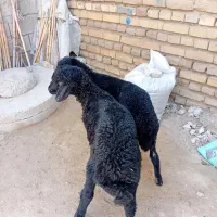 بره افشاری تعداد۲راس نروماده‌و پرواری(گوسفند)|حیوانات مزرعه|گنبد کاووس, |دیوار