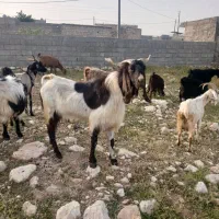 درود دوستان یه پازن جوان مست