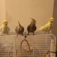 جوجه عروس هلندی رام و دستی