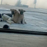 توله سگ بومی خوش رنگ|سگ|شهرضا, |دیوار