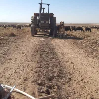 سگ خوب،|سگ|قم, شهر قائم|دیوار