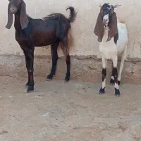 بز نر