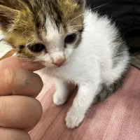 واگذاری گربه