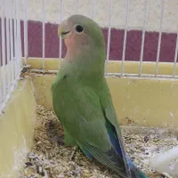 عروس کوتوله 1