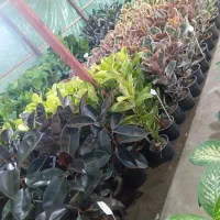 انواع فیکوس و بنسای جیسینگ