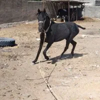 مادیان مشکی خوش نقش