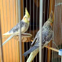 عروس هلندی نر و ماده