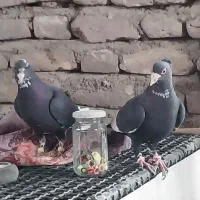 کبوتر