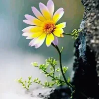 نیازمند سرمایه گذار