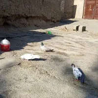 کفتر پرشین درجه یک|پرنده|ایرانشهر, |دیوار