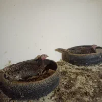 بوقلمون کرچ دو عدد