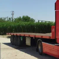 کفی مارال ۱۳/۶۰ دیسک