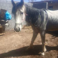 اسب|اسب و تجهیزات اسب‌سواری|شهرکرد, |دیوار