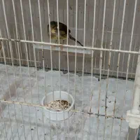 قناری نر مست خون و ماده آماده|پرنده|مشهد, رده|دیوار