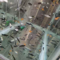 ماهی مولی خوشگل|ماهی|قم, شهرک سازمان آب|دیوار