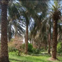 درخت گرازی. سریع و با سلیقه