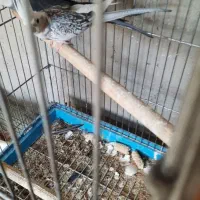 دوجفت عروس هلندی ایزابلا و دوکت