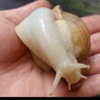 حلزون ازجوجه تا سوپر مولد