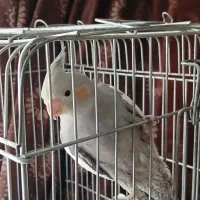 عروس هلندی طوسی