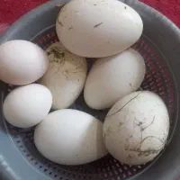 ۵تخم غو غاز اوکراینی