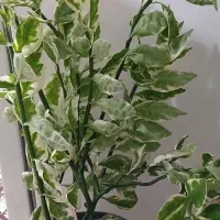 کادو روز مادر و زن|گل و گیاه طبیعی|خوی, |دیوار