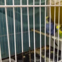 یک جفت مرغ عشق با سه تا جوجه و یک تخم|پرنده|مشهد, تلگرد|دیوار