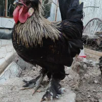 خروس سلطان شاخ دار