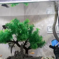 آکواریوم|ماهی|رشت, نخودچر|دیوار