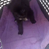 واگذاری سگ پامر فسقلی|سگ|شهریار, بکه|دیوار