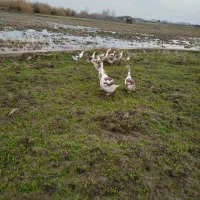 تخم نطفه دار غاز دورگ تازه نطفه عالب