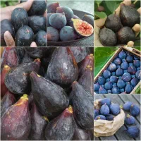 نهال انجیر سیاه