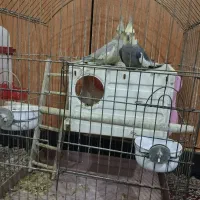عروس هلندی نرو ماده
