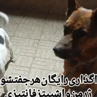 ژرمن‌شپربراخانواده‌وگذاری‌فوری‌.رایگان.