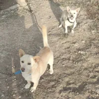 واگذاری پا کوتاه( بیسدی)|سگ|تبریز, |دیوار