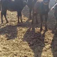 گوساله گاومیش اهوازی گاو|حیوانات مزرعه|شیراز, سعدیه جنوبی|دیوار