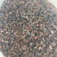 مویز|خوردنی و آشامیدنی|شیراز, شهرک امیر کبیر|دیوار