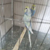 مرغ عشق رینبو