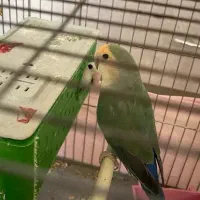 طوطی برزیلی جفت مولد کار داده جفت واقعی تضمینی