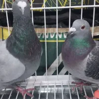 یک جفت پلاکی اصل خون پاک