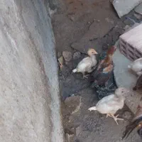 واجوجه لاری