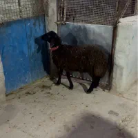 بره نر همو و هترو شیر مست ۳ تا ۷ ماهه