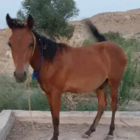 کره اسب نر۱۴ماهه