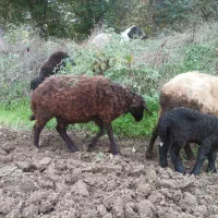 گوسفند|حیوانات مزرعه|دلند, |دیوار