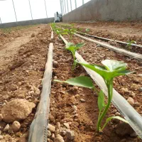 فروش گلخانه