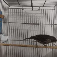 قناری ماده نگرو مشکی جفتی سهره.|پرنده|ری, فیروزآباد|دیوار