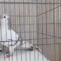 چن جفت پرنده ساده سینه|پرنده|اسفراین, |دیوار