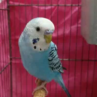 دوعدد مرغ عشق نر وماده|پرنده|قم, حاج خلیل|دیوار